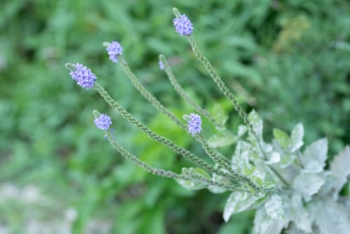 Verbena stricta (Hoary verbena) — photo