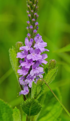 Verbena stricta