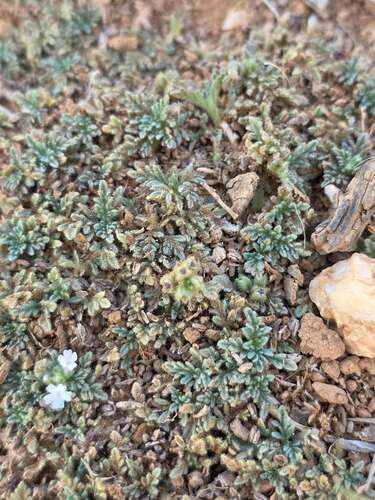 Verbena supina — photo