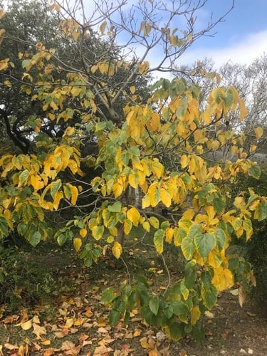 Vernicia fordii (Tung Oil Tree) — photo