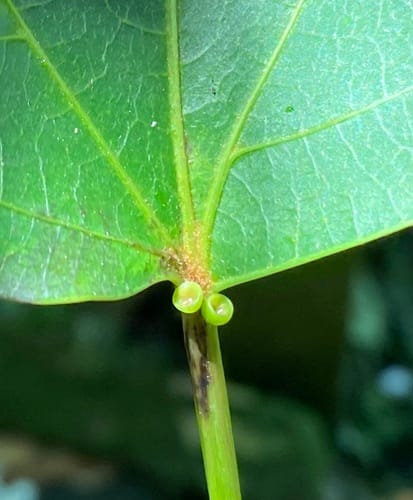 Vernicia montana (Mu oil tree) — photo