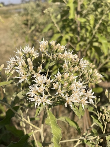 Vernonia amygdalina (Bitter leaf) — photo