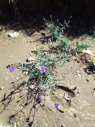 Vernonia fastigiata