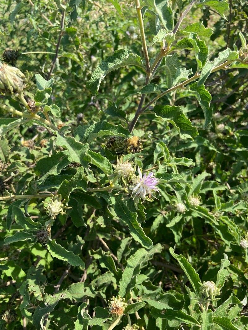 Vernonia hymenolepis (Sweet bitterleaf) — photo