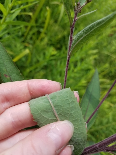 Vernonia missurica (Missouri ironweed) — photo