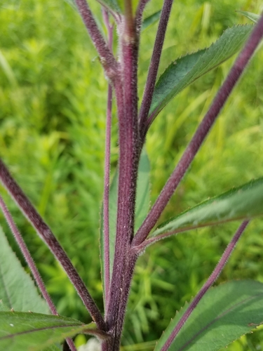Vernonia missurica (Missouri ironweed) — photo