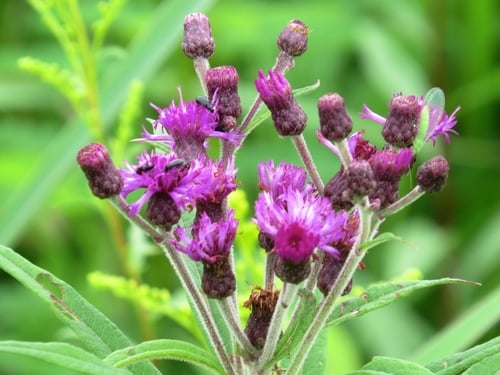 Vernonia missurica