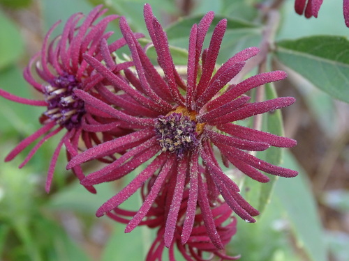Vernonia nigritiana — photo