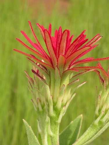 Vernonia nigritiana