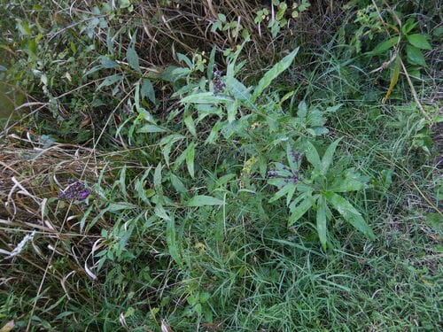 Vernonia noveboracensis — photo