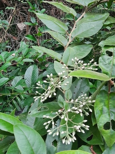 Vernonia solanifolia — photo