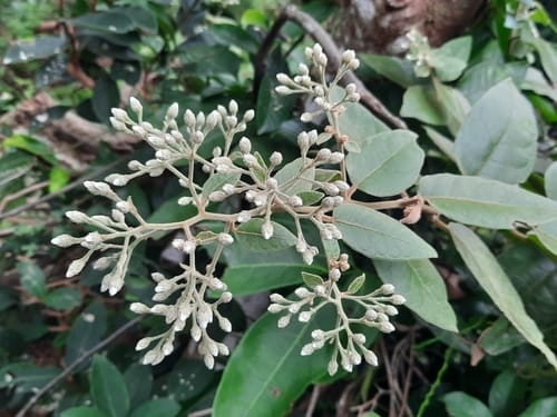 Vernonia solanifolia — photo