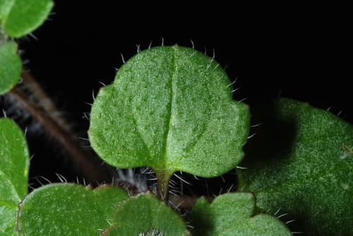 Veronica agrestis (Field speedwell) — photo