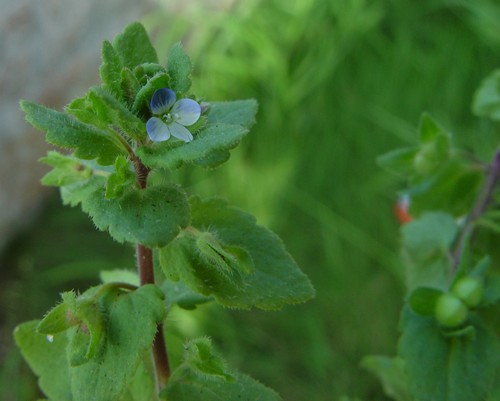 Veronica agrestis