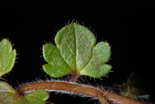 Veronica agrestis (Field speedwell) — photo