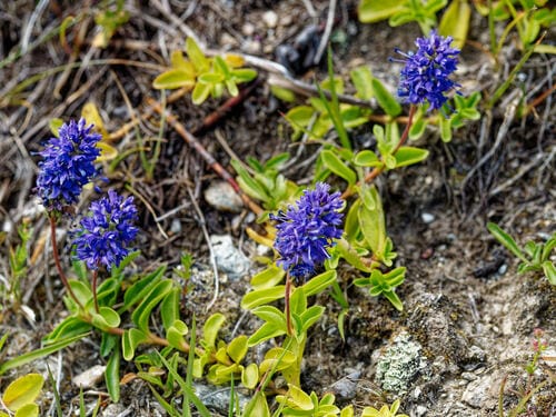 Veronica allionii (Alpine speedwell) — photo