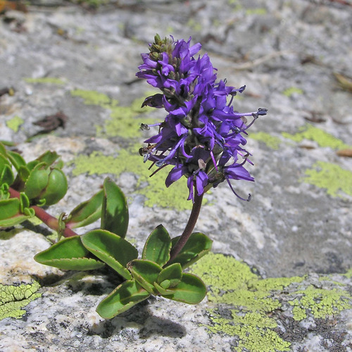 Veronica allionii
