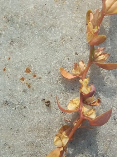 Veronica americana (American brooklime) — photo