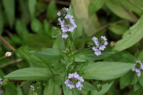 Veronica anagallis (Water speedwell) — photo