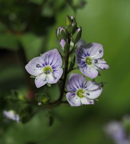 Veronica anagallis