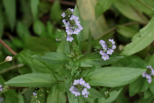 Veronica anagallis-aquatica (Field speedwell) — photo