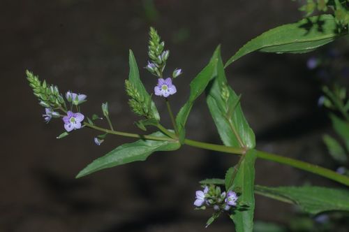 Veronica anagallis-aquatica