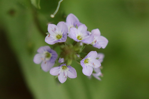 Veronica anagallis (Water speedwell) — photo