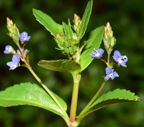 Veronica beccabunga (European brooklime) — photo