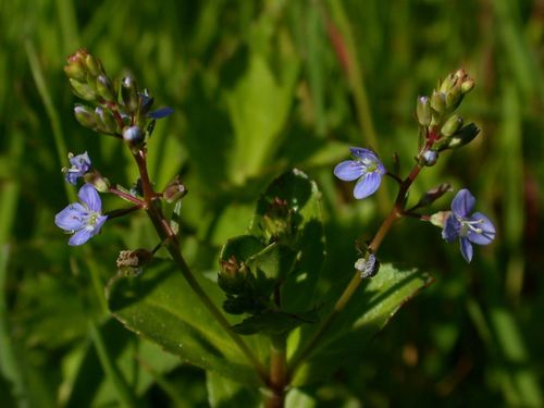 Veronica beccabunga (European brooklime) — photo