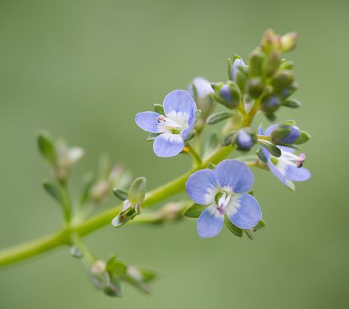 Veronica beccabunga