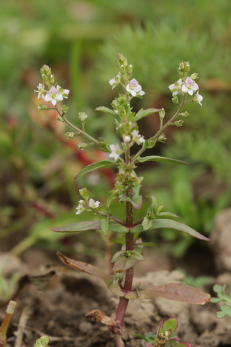Veronica catenata (Pink water speedwell) — photo