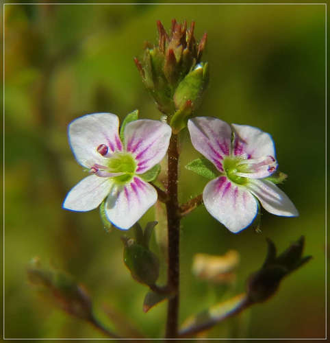 Veronica catenata (Pink water speedwell) — photo