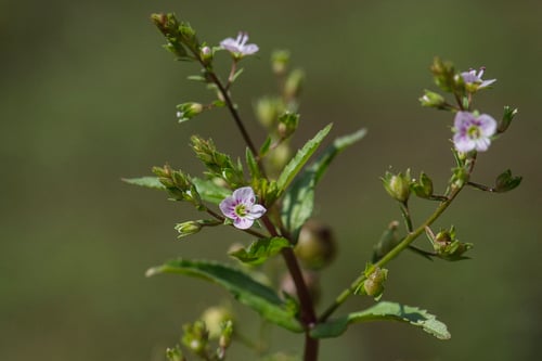 Veronica catenata