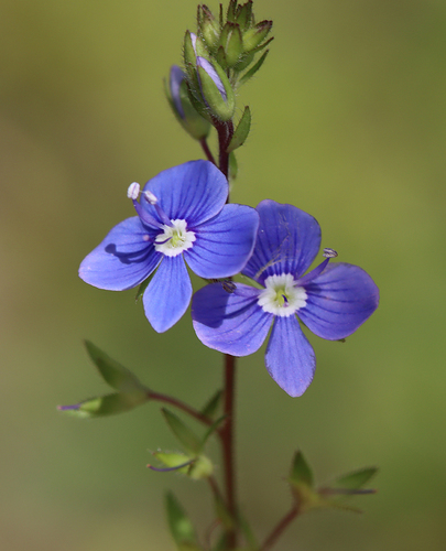 Veronica chamaedrys (Germander speedwell) — photo