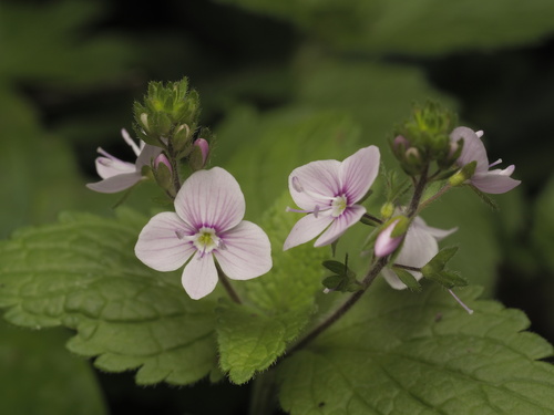 Veronica chamaedrys (Germander speedwell) — photo