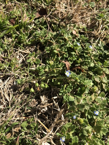 Veronica didyma (Gray Field Speedwell) — photo