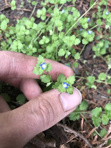 Veronica didyma (Gray Field Speedwell) — photo