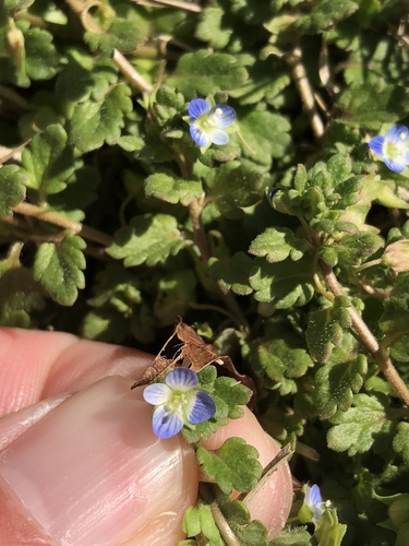 Veronica didyma
