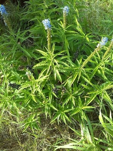 Veronica longifolia (Garden Speedwell) — photo