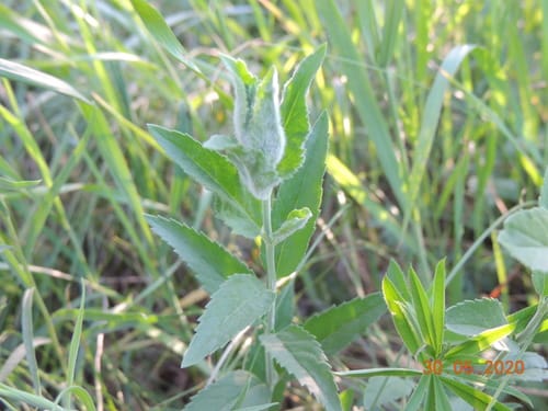 Veronica longifolia (Garden Speedwell) — photo