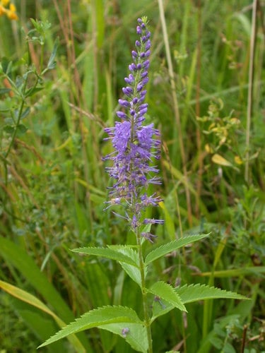 Veronica longifolia