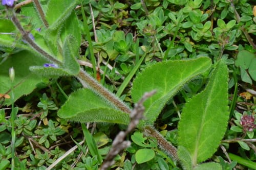 Veronica officinalis (Speedwell) — photo