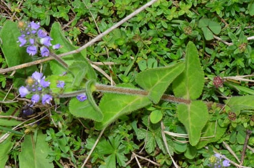 Veronica officinalis (Speedwell) — photo