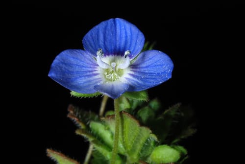 Veronica persica (Persian speedwell) — photo