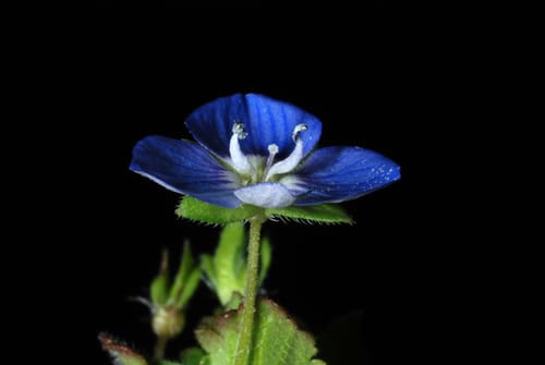 Veronica persica (Persian speedwell) — photo