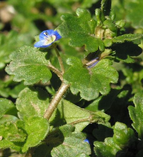 Veronica polita — photo