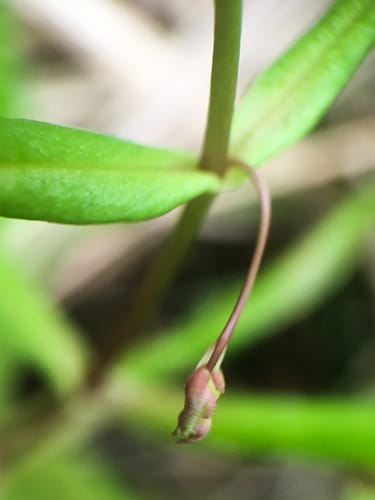Veronica scutellata (Grass-leaf Speedwell) — photo