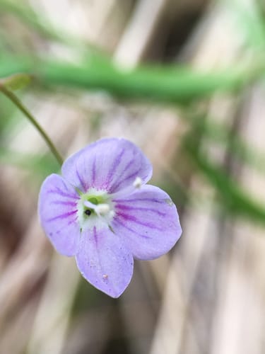 Veronica scutellata (Grass-leaf Speedwell) — photo