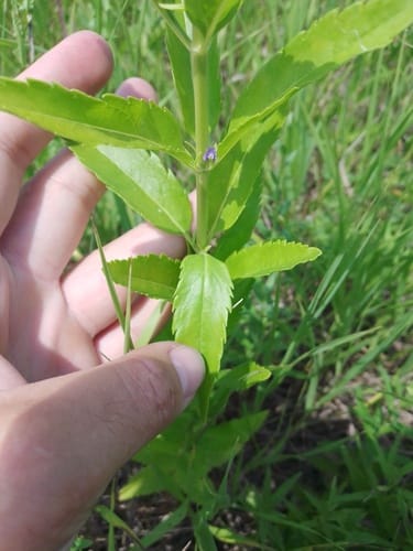 Veronica spuria (Speedwell) — photo