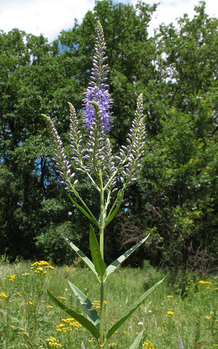 Veronica spuria